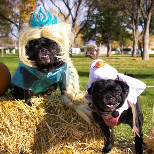 /Images/uploads/PUG NATION RESCUE OF LOS ANGELES/pugnationcalendar/entries/2324thumb.jpg
